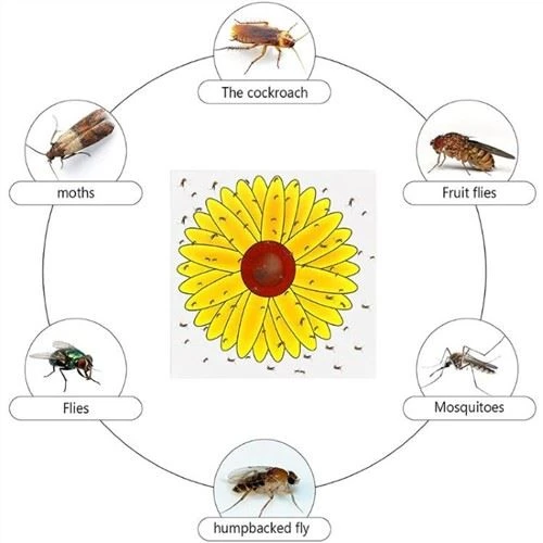 Adesivi Girasole Fly Killer
